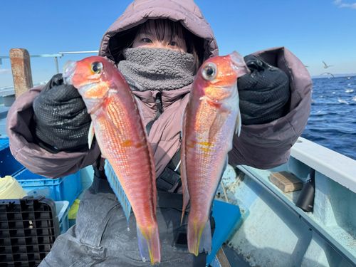 アマダイの釣果
