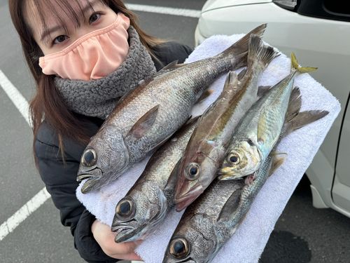 クロムツの釣果