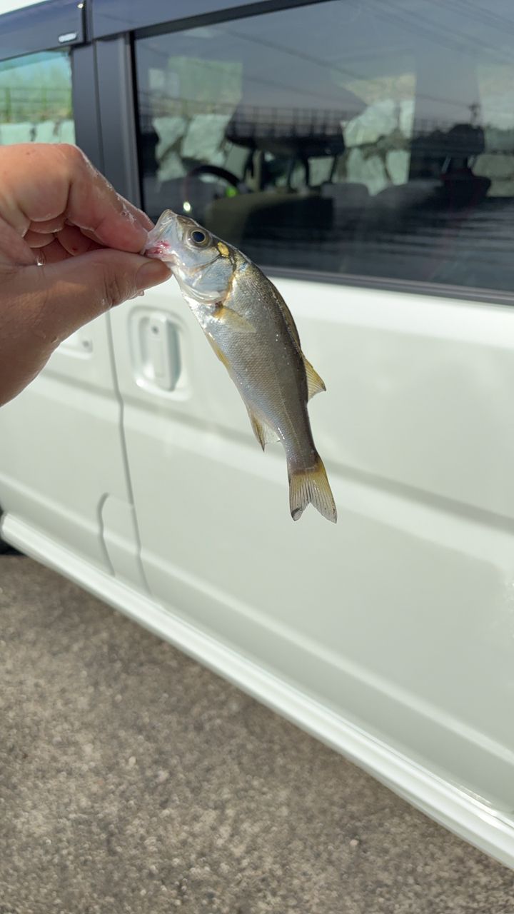 セイゴ（タイリクスズキ）