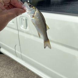 セイゴ（タイリクスズキ）