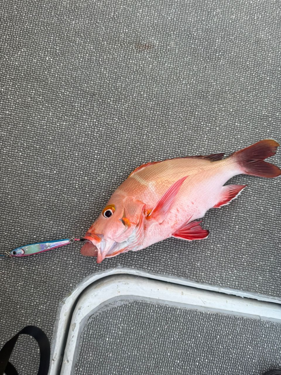 ハマフエフキダイ