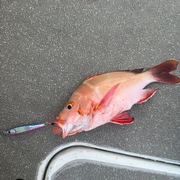 ハマフエフキダイ