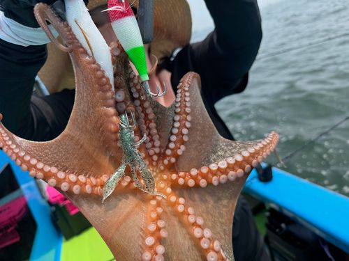 マダコの釣果