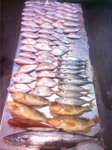 サワラの釣果