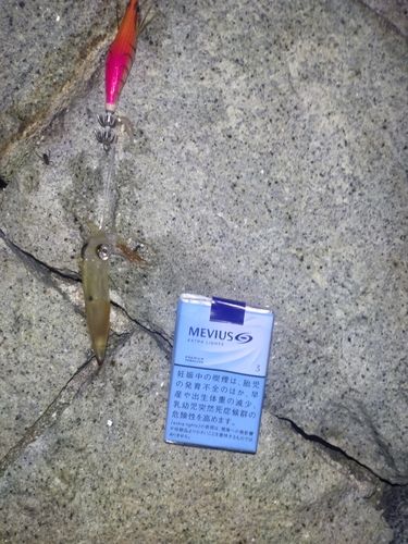 イカの釣果