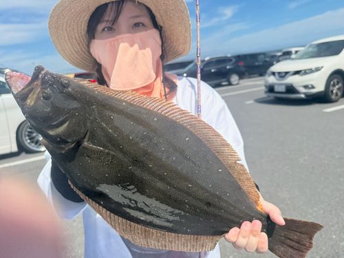 ヒラメの釣果