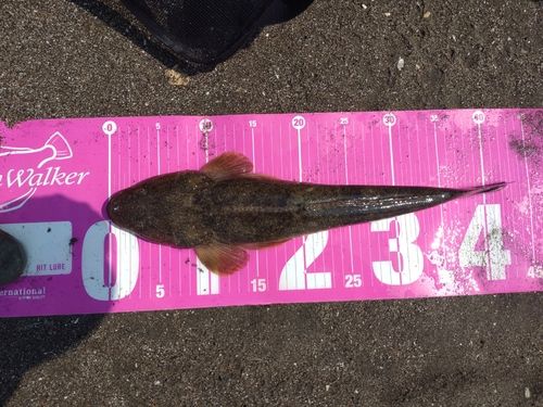 マゴチの釣果