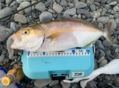 ショゴの釣果