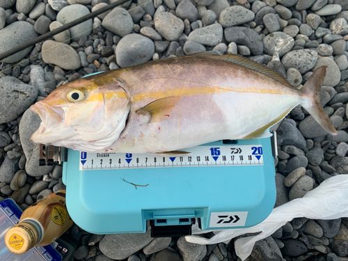 ショゴの釣果