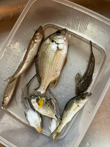 元宇品西護岸