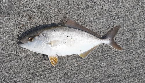 ショゴの釣果