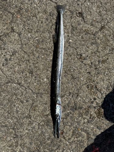 ダツの釣果