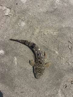 コチの釣果