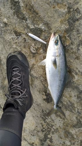 イナダの釣果
