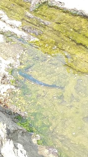 シイラの釣果