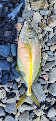 シマアジの釣果