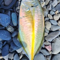 シマアジ