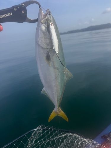 イナダの釣果