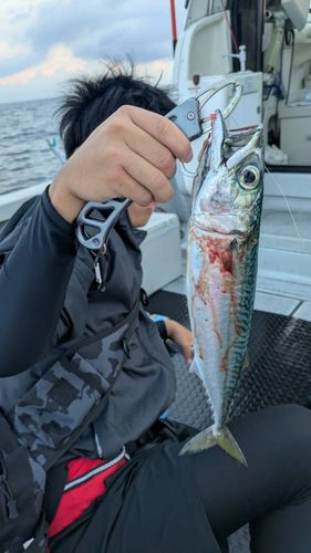 サバの釣果