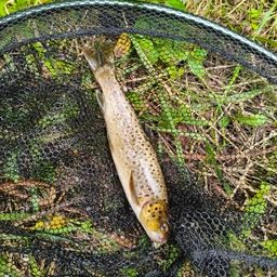 ブラウントラウト