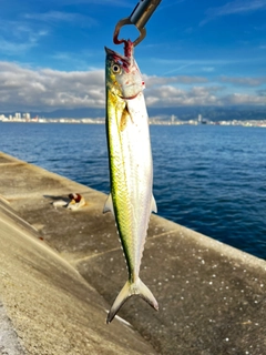 サゴシの釣果