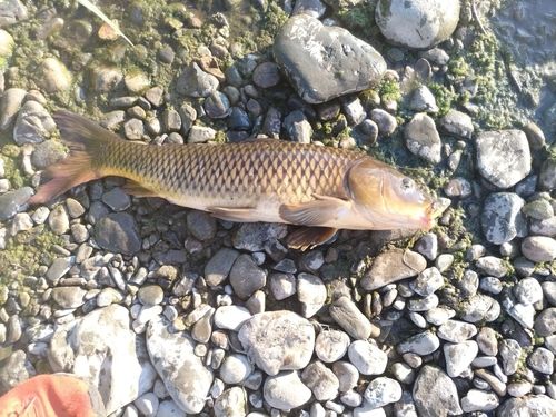コイの釣果
