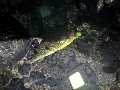 フグの釣果