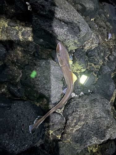 サメの釣果