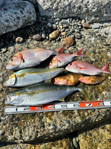 ヒラマサの釣果