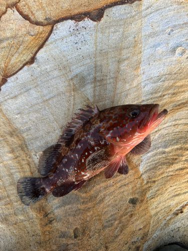 キジハタの釣果