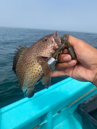 オオモンハタの釣果