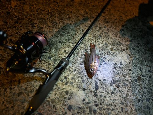 ネンブツダイの釣果