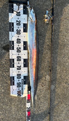 タチウオの釣果