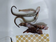 アナゴの釣果