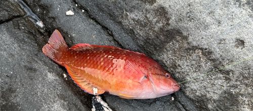 アカササノハベラの釣果