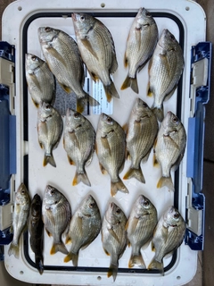キチヌの釣果