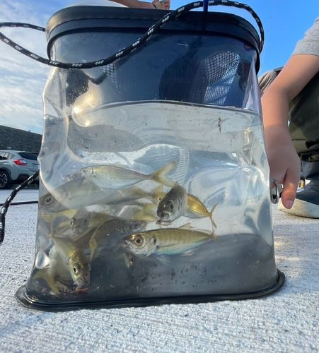 釣果