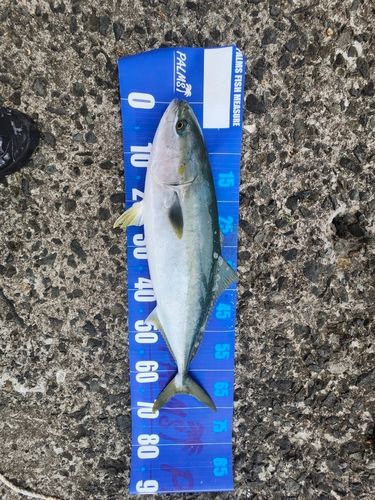 イナダの釣果