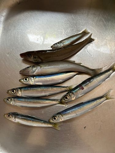 キスの釣果