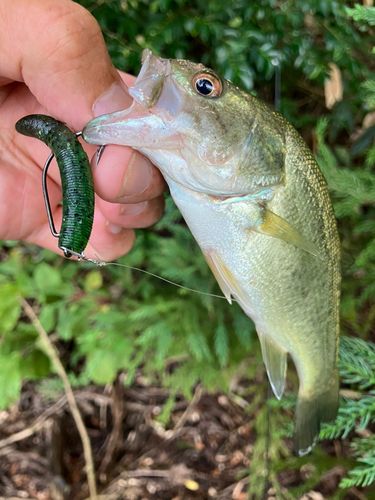 ラージマウスバスの釣果