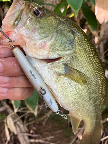 ラージマウスバスの釣果