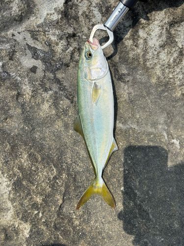 ワカシの釣果