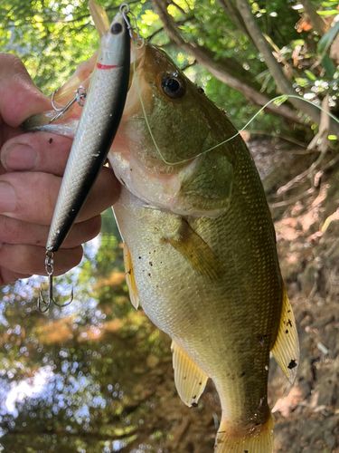 ラージマウスバスの釣果