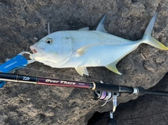 オニヒラアジの釣果