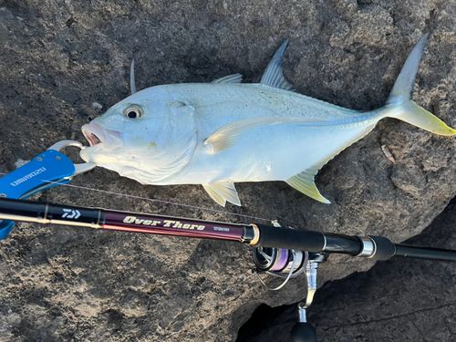 オニヒラアジの釣果