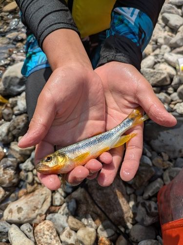 カワムツの釣果