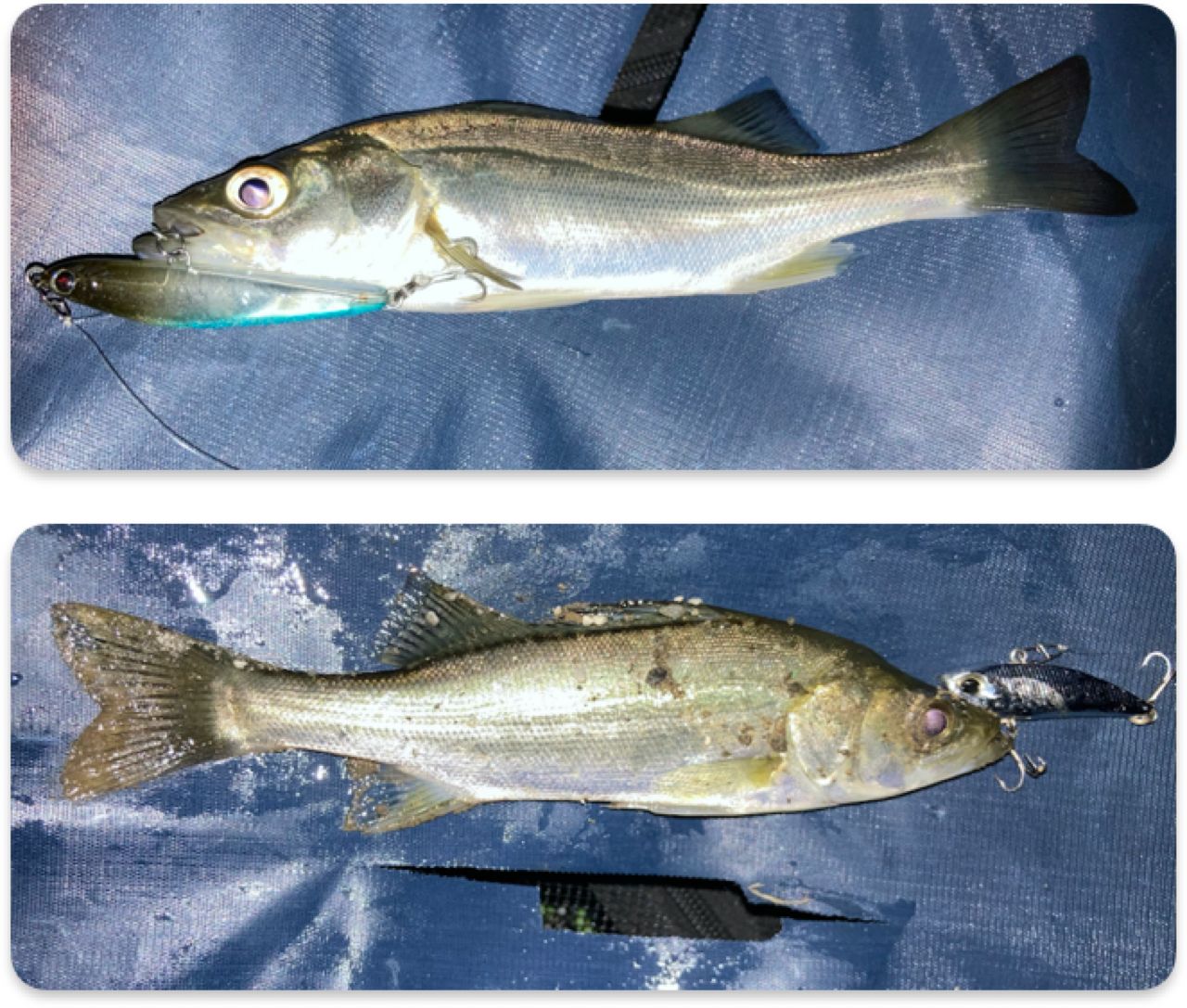 セイゴ（マルスズキ）