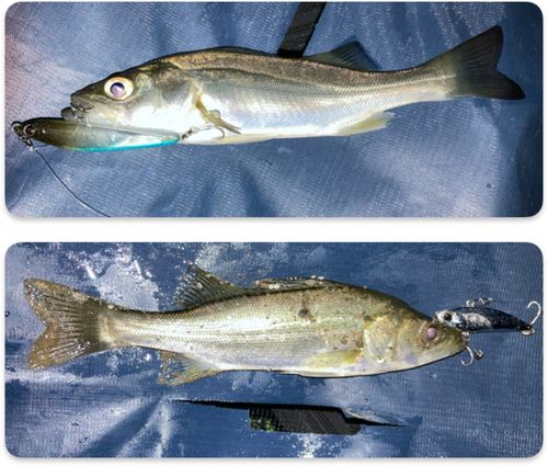 セイゴ（マルスズキ）の釣果