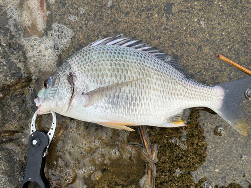 キビレの釣果