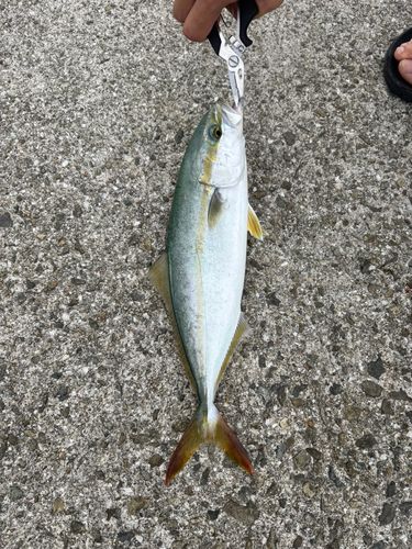 ツバスの釣果